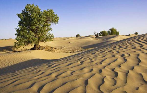 制作沙米凉粉过程图