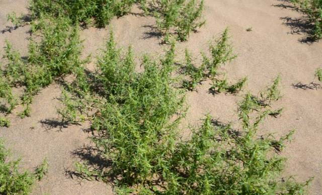 沙蓬植物外观图1