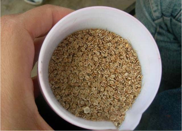 沙蓬植物外观图2